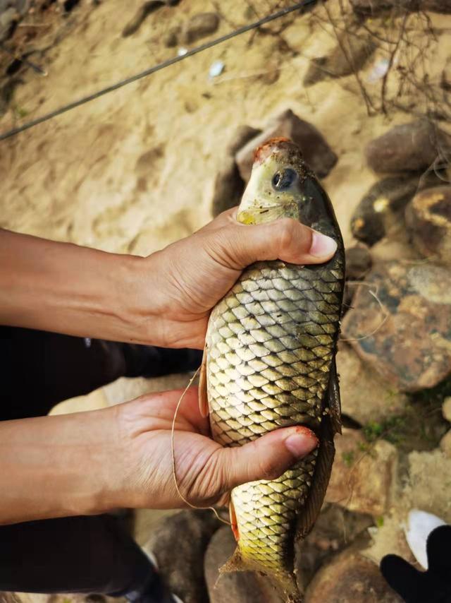 釣魚經(jīng)典句子說說抖音，釣魚抖音段子？