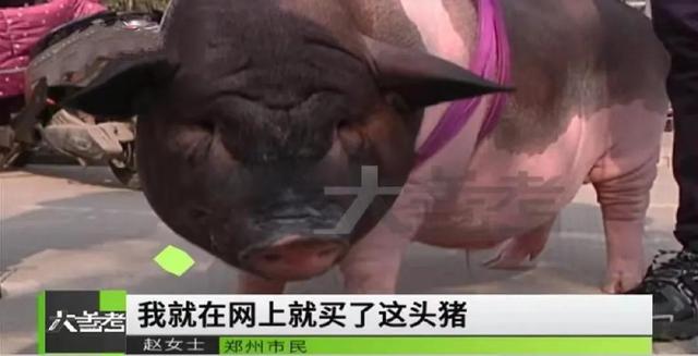 寵物小香豬多少錢一只幼崽（小香豬多少錢一只幼崽京東）